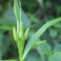 Gloriosa superba L.